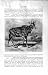 Natural History 1894 Nilgai Antelope Addax Ungulates