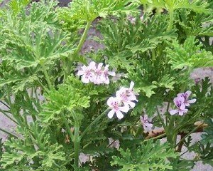 Old Fashioned Rose Scented Geranium Live Plant Old Fashioned Rose Scented Geranium Live Plant