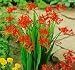 Crocosmia Lucifer 8-9 cm. 100 pack
