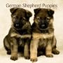 German Shepherd Puppies 2010 Mini Wall