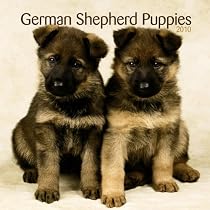 German Shepherd Puppies 2010 Mini Wall