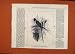 Chestbut Backed Coly Birds C1876 London News Old Print