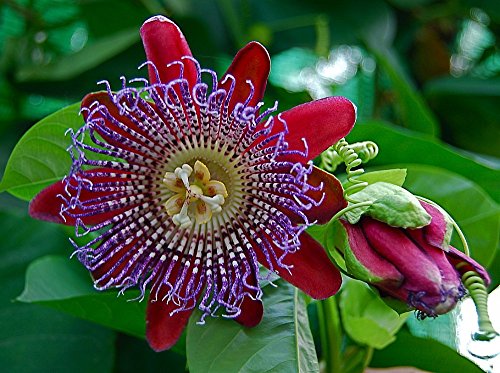 Sweet Granadilla Passion Flower 15 Seeds