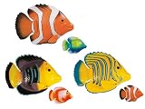 Rainbow Reef
