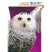 Owls: An Artist's Guide to Understanding Owls