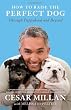 How to Raise the Perfect Dog: Through Puppyhood and Beyond