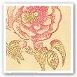 Coral Rose by Swan Papel 12"x12" Art Print Poster