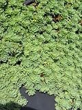 Eigenschaften Dachstauden  / Sedum pachyclados, 24 Pflanzen