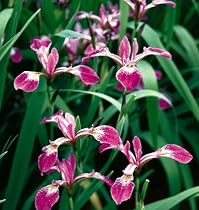 Kermesina Iris 10 Seeds
