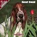 2009 Basset Hound Wall Calendar