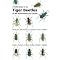 Great Insect and Spider Guides