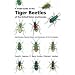 A Field Guide to the Tiger Beetles of the United States and Canada: Identification, Natural History, and Distribution of the Cicindelidae