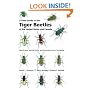 A Field Guide to the Tiger Beetles of the United States and Canada: Identification, Natural History, and Distribution of the Cicindelidae