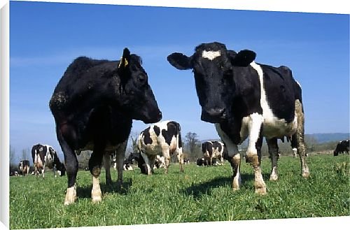 Canvas Prints of Dairy cows from Country Life Canvas Prints of Dairy cows from Country Life