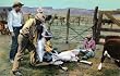 Branding at the Ranch - Fine-Art Gicl??e Photographic Print - 8"x10" Enlargement from a Classic Vintage Postcard