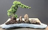 Juniper Bonsai Tree Grown Over Slab by Sheryls Shop