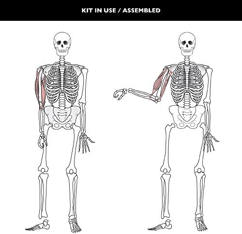 Speak Easies Human Skeleton Board Kit