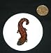 3 button / pin printed with mudpuppy, swimming, salamander, brown, amphibian