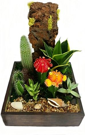 Live Indoor Cactus and Succulent in Wood Container (8 X 8 Inch), Premade Miniature Garden