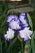 \'Rare Treat\' Bearded Iris - Huge Blooms - Potted