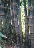 Tropica - Gräser und Bambus - Tibetischer Riesenbambus (Dendrocalamus tibeticus) - 20 Samen