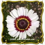 Painted Daisy (Chrysanthemum carinatum) Jumbo Wildflower Seed Packet - 2000 Seeds