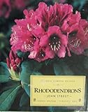 Rhododendrons