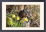 IMAGE OF Framed Prints of Dog - Miniature Long Haired Dachshund - sitting down behind Daffodils from Ardea Wildlife Pets