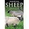 Sheep connections