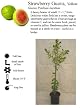 Yellow Lemon Guava Tree Five Gallon