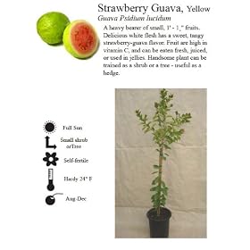 Yellow Lemon Guava Tree Five Gallon by 