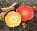 Summer Poppy Plate Large Red 12