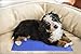 Select Companion SelectPRESS Pressure Activated Cooling Pet Bed,  16 x 10.5-Inch