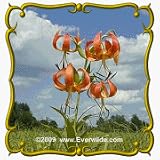 Turk's Cap Lily (Lilium superbum) Jumbo Wildflower Seed Packet - 60 Seeds