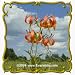 Turk\'s Cap Lily (Lilium superbum) Jumbo Wildflower Seed Packet - 60 Seeds