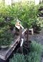 Our Best Clementine Mandarin Orange Tree Five Gallon