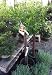 Our Best Clementine Mandarin Orange Tree Five Gallon