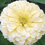 50 Seeds, Dahlia Flowered "Giant Creamy Yellow" (Zinnia Elegans) Seeds by Seed Needs