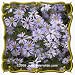 1 Oz Turbinate Aster (Aster turbinellus) Bulk Wildflower Seeds