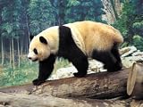 Secrets of the Wild Panda