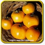 51JvkiJh93L. SL160  Open Pollinated Tomato Seeds   Golden Jubilee Vegetable Seed Packet