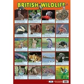 British Wildlife Poster 40x60cm