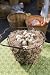 Blown Quail Eggs - 1 Dozen