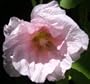 No. 76 Light Pink 35 Hollyhock Plant Flower Seeds Plus Additional Package
