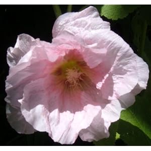 No. 76 Light Pink 35 Hollyhock Plant Flower Seeds Plus Additional Package by 