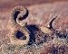 Rattlesnake (Ready to Strike) Art Poster Print - 16 X 20