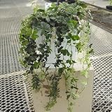 完全受注生産 パーセノシッサス シュガーバイン 6号に目一杯植えこんだ特別仕立て 受け皿付きです