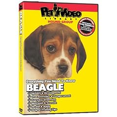 BEAGLE DVD: Everything You Should Know + Dog & Puppy Training Bonus