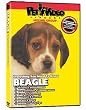 BEAGLE DVD: Everything You Should Know + Dog & Puppy Training Bonus