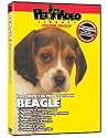 BEAGLE DVD: Everything You Should Know + Dog & Puppy Training Bonus